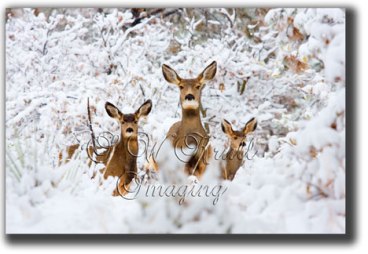 Three does in snow