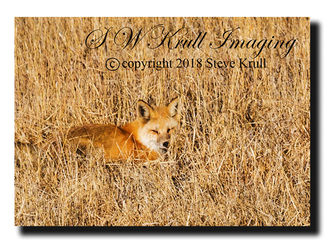 Red Fox Napping