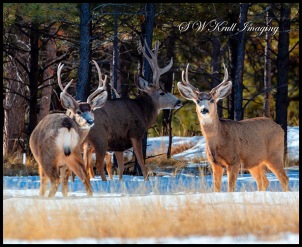 Herd of Deer on a Winter Morning
