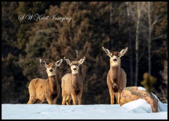 Mule Deer Herd in Deep Snow