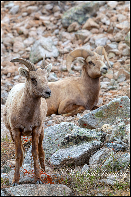 Bighorn Sheep in the Mountains