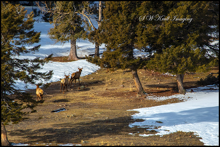 Elk Herd in the High Country