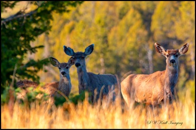 Deer on a Warm Colorado Spring Morning