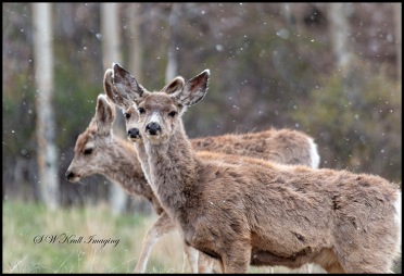 Mule Deer Herd on a Snowy Morning