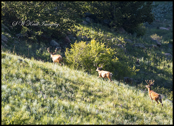 Elk Running in the Colorado High Country