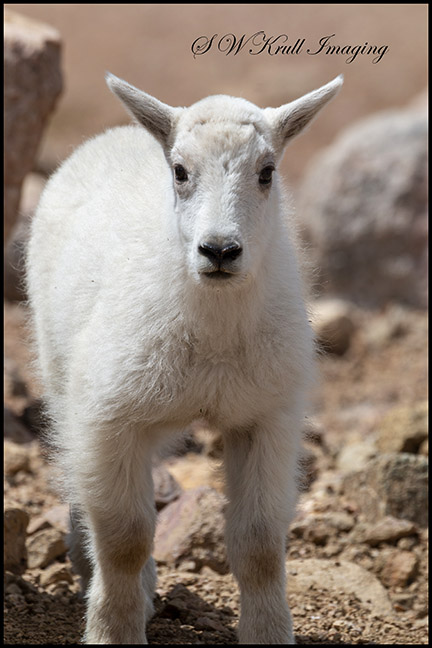 Baby Mountain Goat on Mount Evans Summit