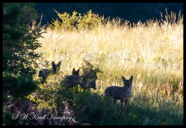 Small Pack of Coyotes