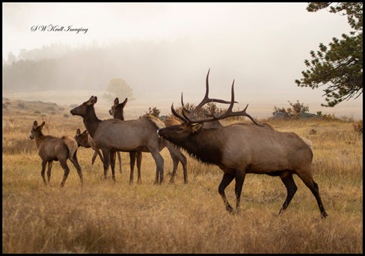 Elk Herd on a Beautiful Misty Rocky Mountain Morning
