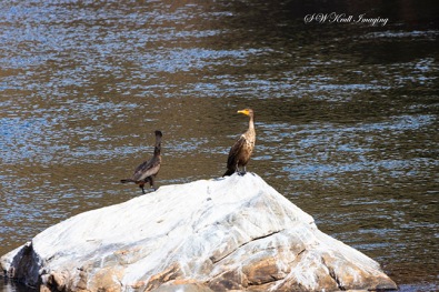 Cormorants on Rock in River