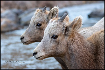 Bighorn Sheep in Waterton Canyon by the South Platte River