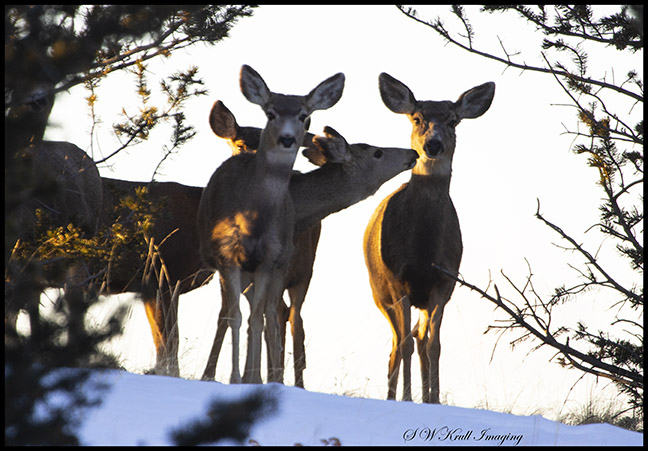 Small herd of mule deer enjoying a beautiful Colorado winter morning