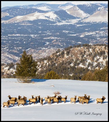 Elk Herd on Snowy Mountain