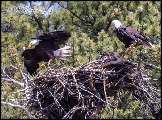 Bald Eagles in the Nest