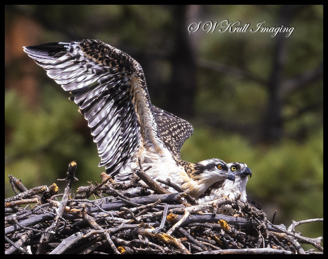 Osprey Mother and Chick