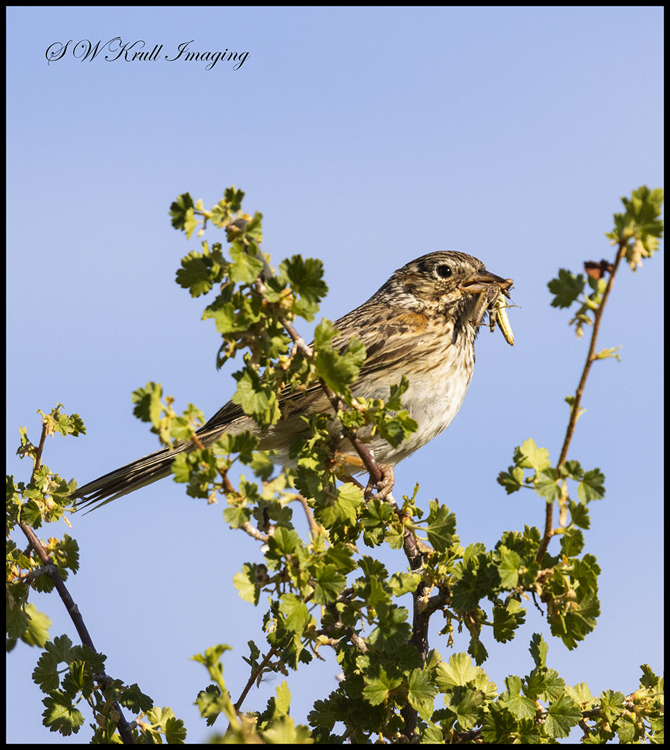 Sage Sparrow on a  Perch