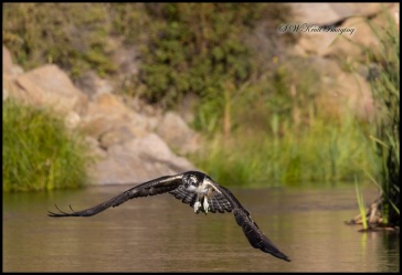 Osprey Fishing in Eleven Mile Canyon