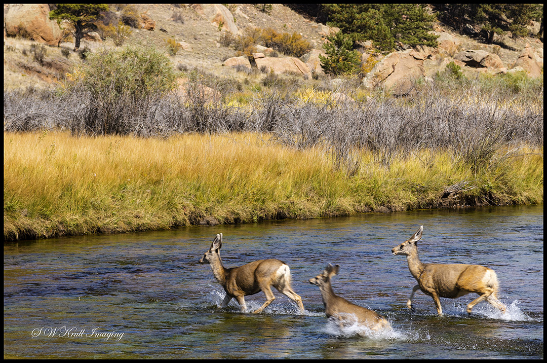 Three Deer Crossing