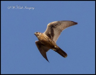 Peregrine Falcon Flying Overhead