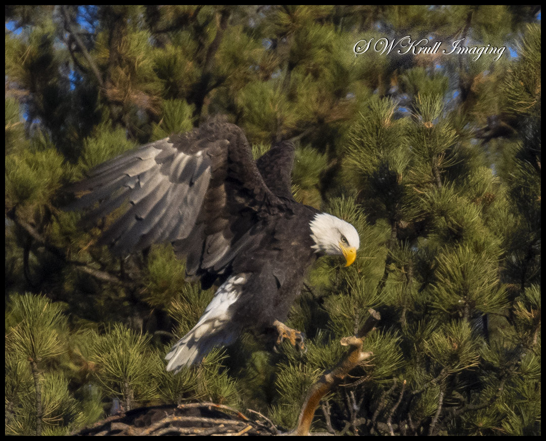 Pair of bald eagles who call Eleven Mile Canyon Colorado their home