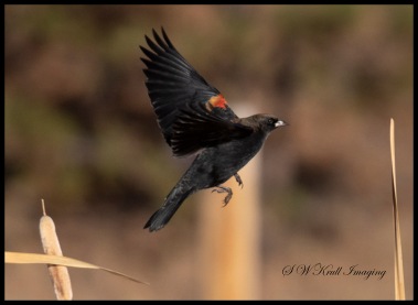 Red Winged Black Bird in Flight