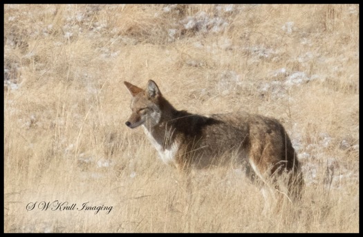 Coyote on the Mountain