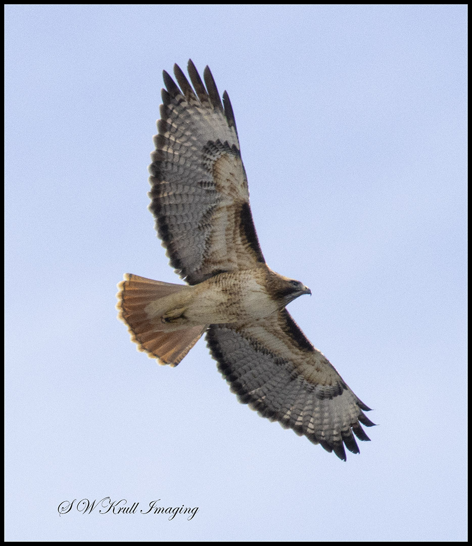 Red Tailed Hawk in Eleven Mile Canyon