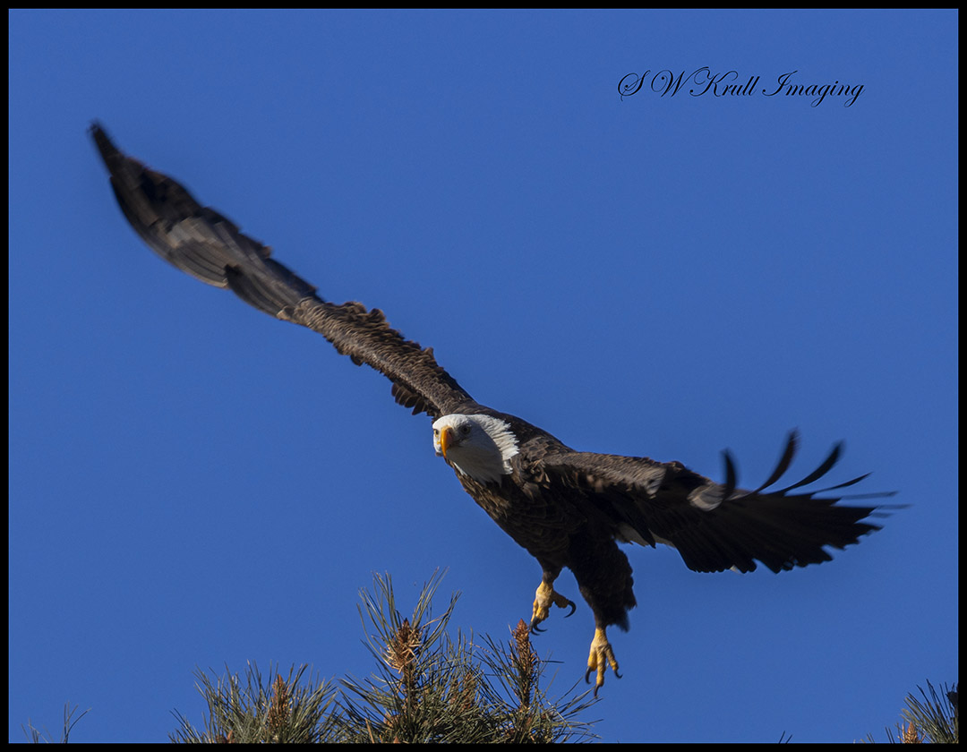 Bald Eagle in Eleven Mile Canyon