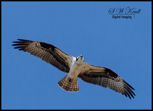Osprey in Eleven Mile Canyon