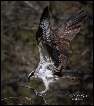 Osprey Nesting Pair