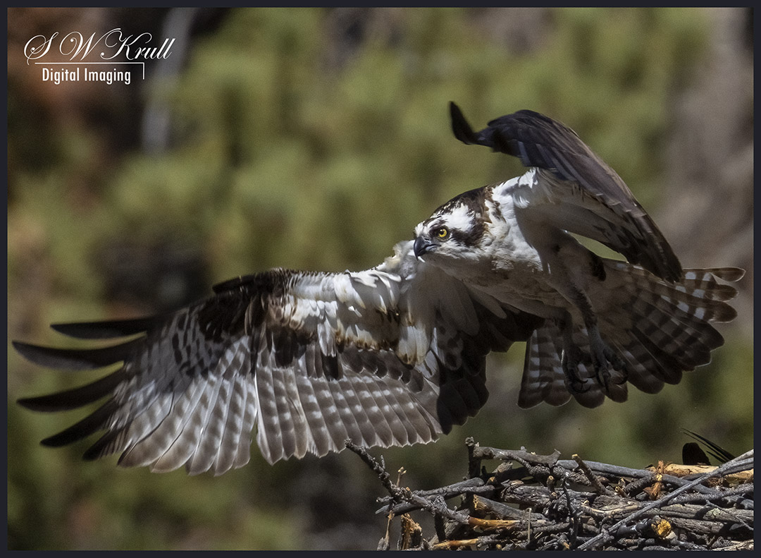 Osprey in the Canyon