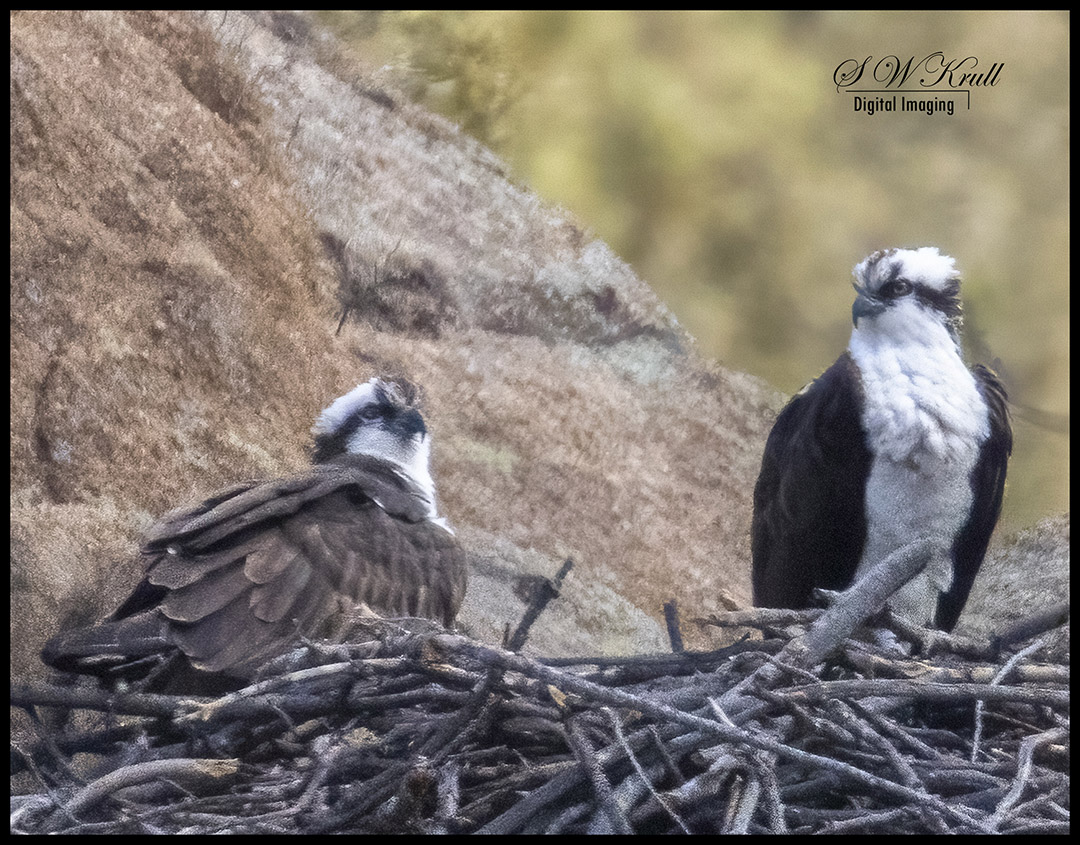Osprey Nesting Pair
