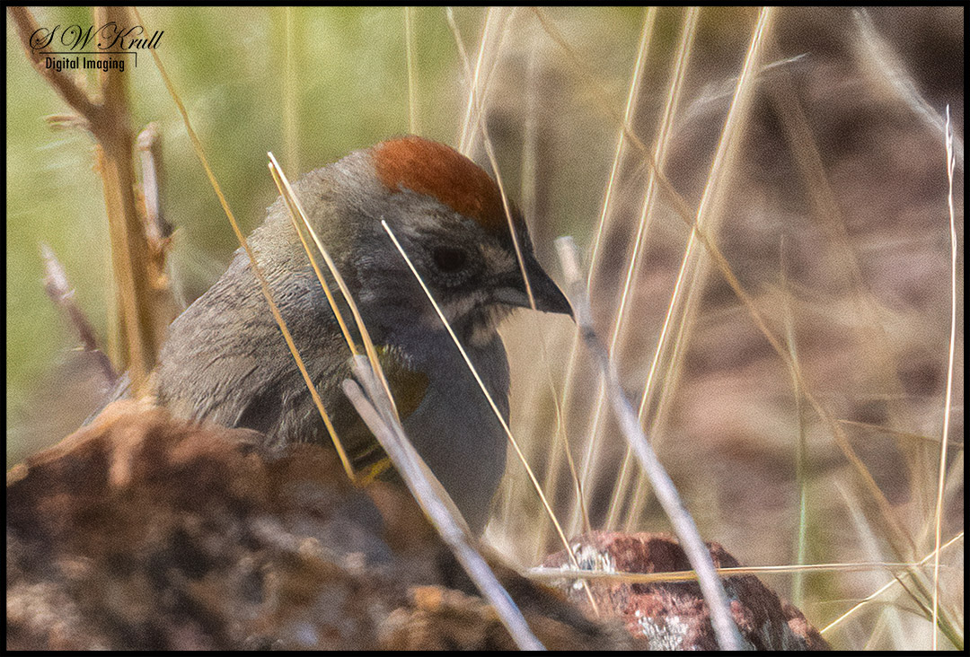 Cute little Green-tailed Towhee in the grass