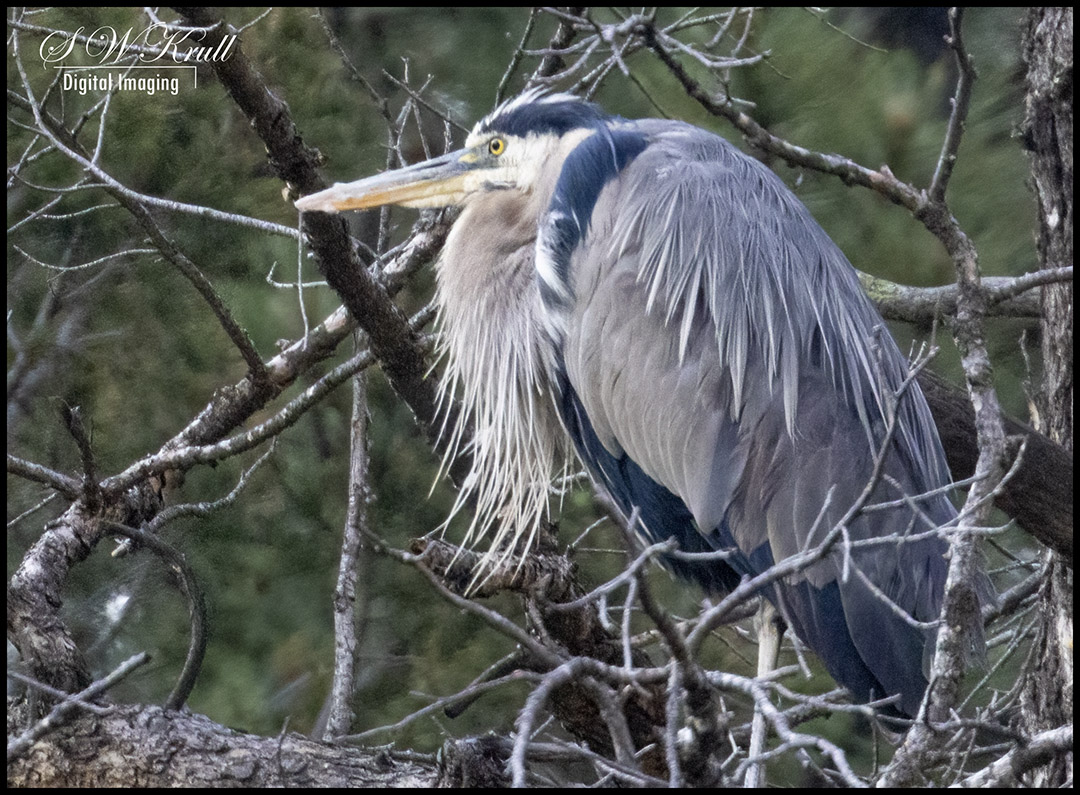 Great Blue Heron at Eleven Mile Canyon