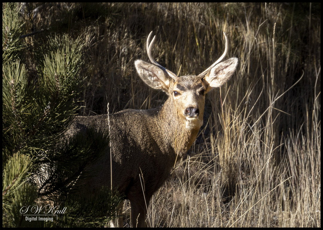Beautiful Buck Mule Deer