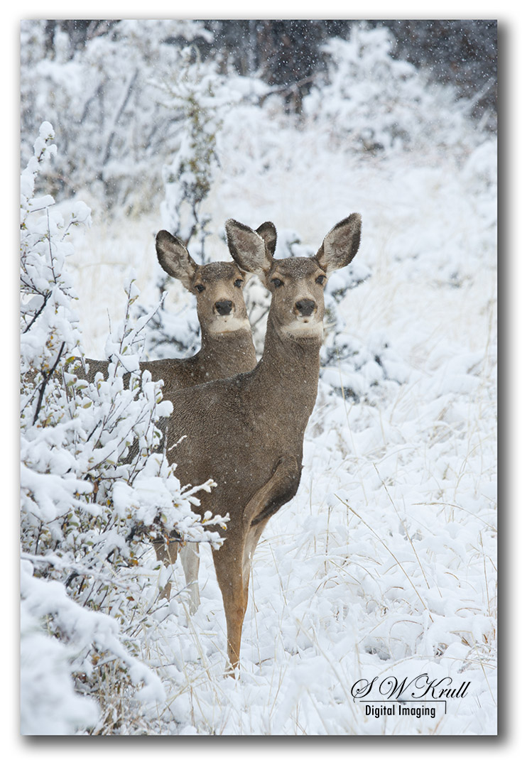 Pair of Doe mule deer in the snow