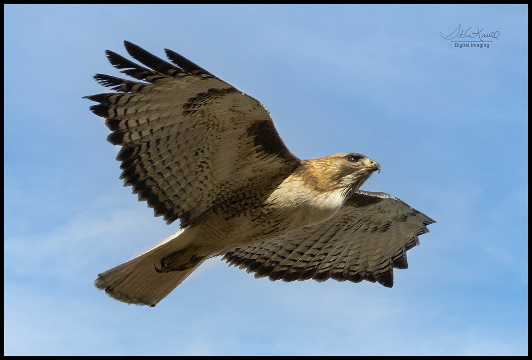 Red-tailed Hawk Soaring Overhead