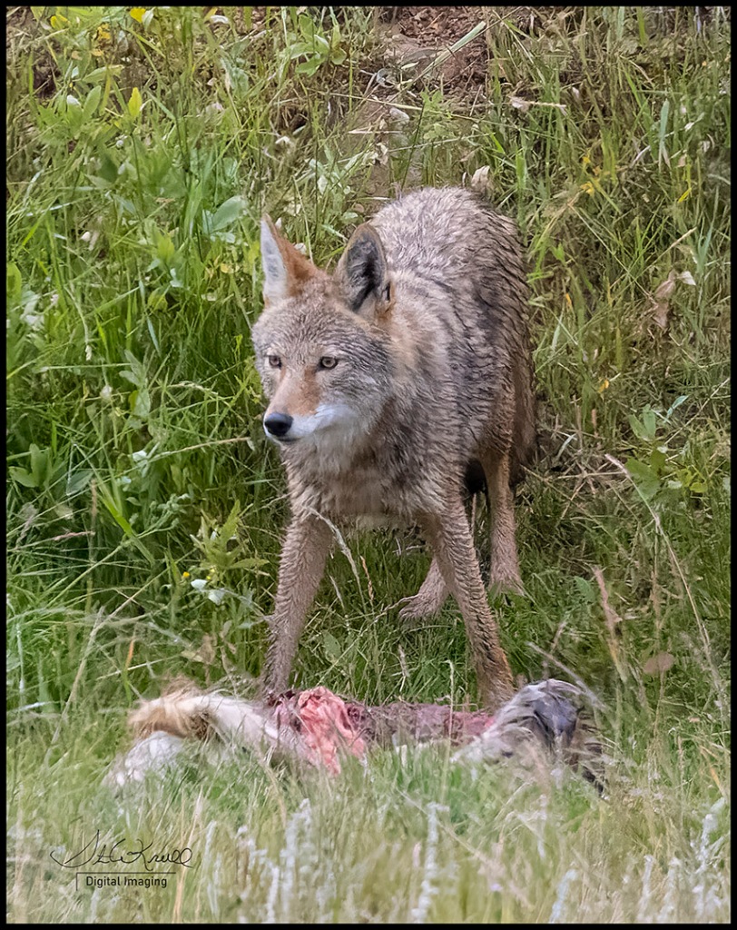Coyote with Carcass
