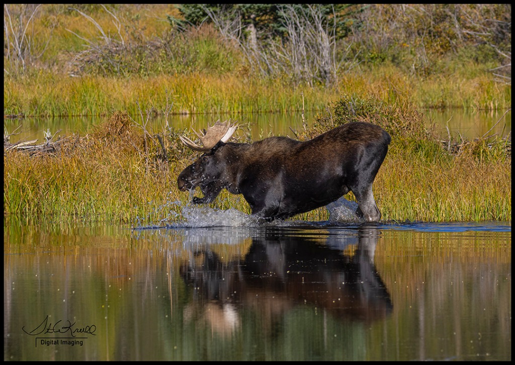 Autumn Moose